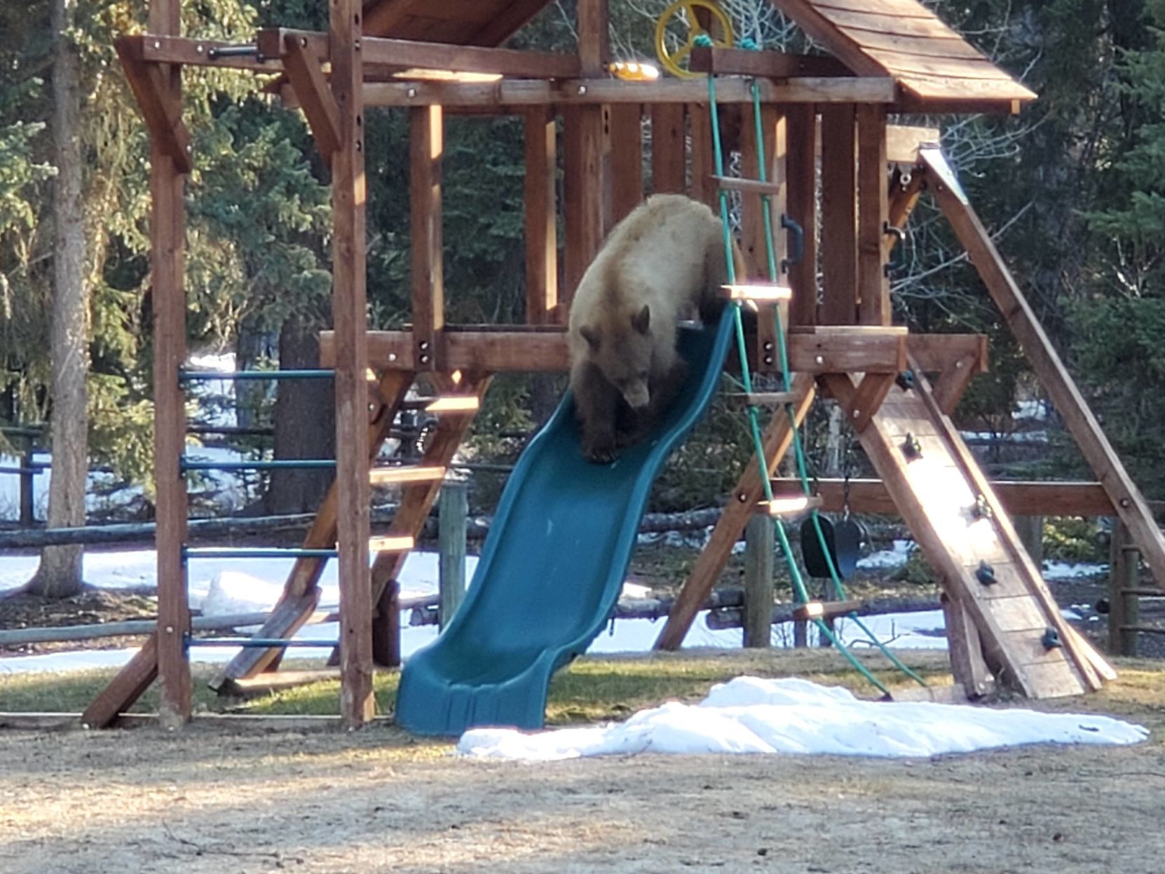 Black bear killed